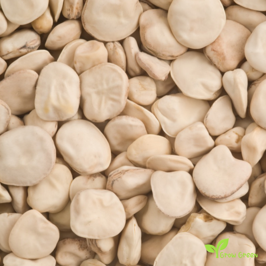 10 seeds of Cicerchia - LATHYRUS SATIVUS - Grass Pea + Gift 5 seeds of Sunflower