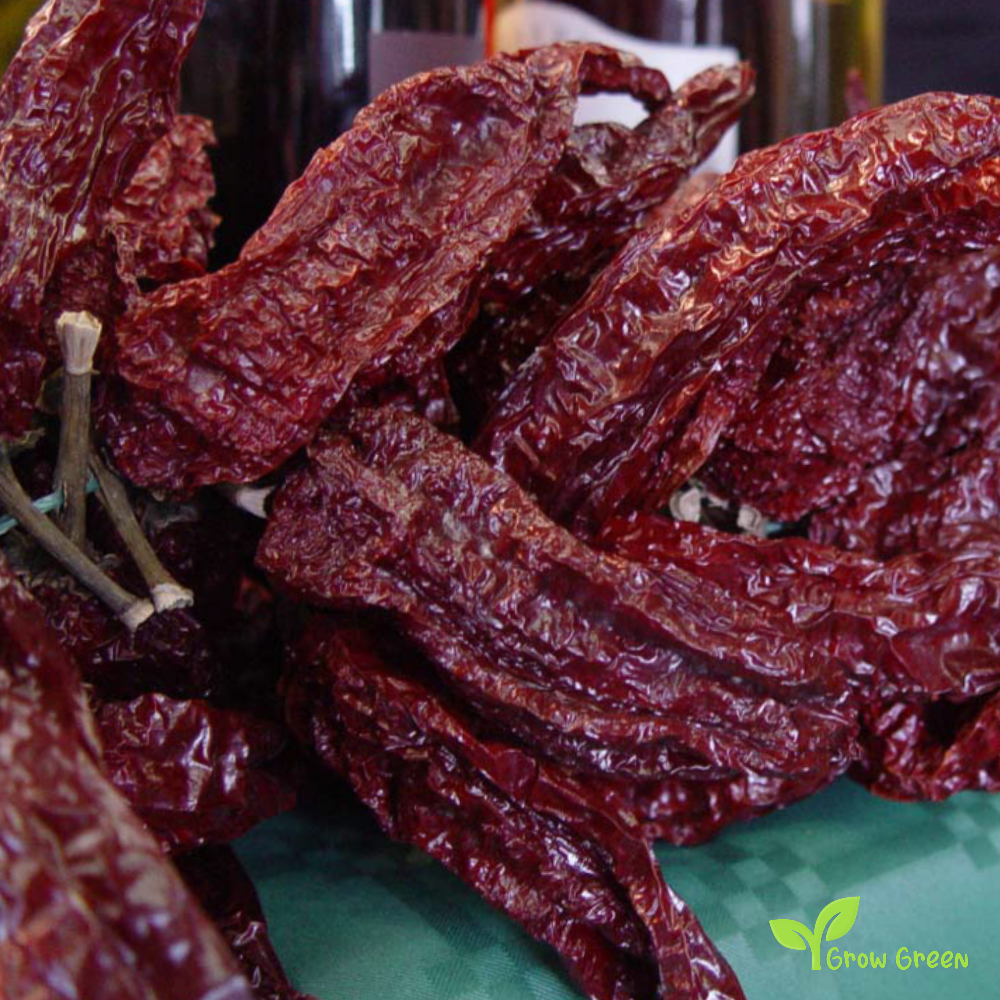 5 seeds of Senise Pepper - CAPSICUM ANNUUM + Gift 5 seeds of Sunflower