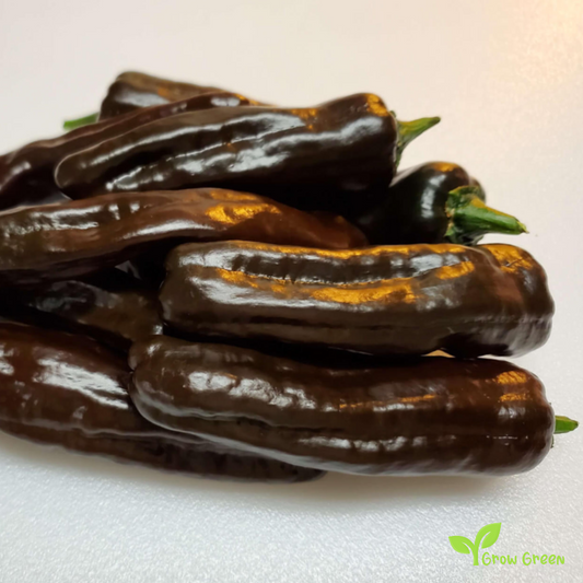 5 seeds of Pasilla De Oaxaca Chilli Pepper - CAPSICUM ANNUUM + Gift 5 seeds of Sunflower