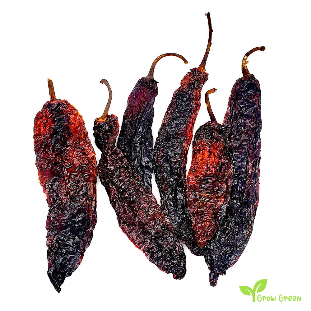 5 seeds of Pasilla De Oaxaca Chilli Pepper - CAPSICUM ANNUUM + Gift 5 seeds of Sunflower