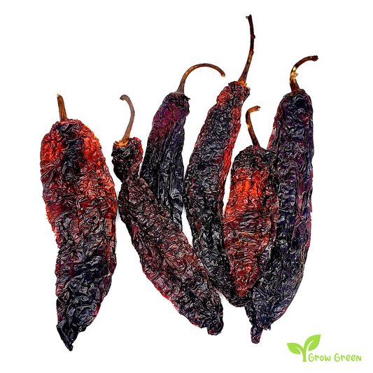 5 seeds of Pasilla De Oaxaca Chilli Pepper - CAPSICUM ANNUUM + Gift 5 seeds of Sunflower