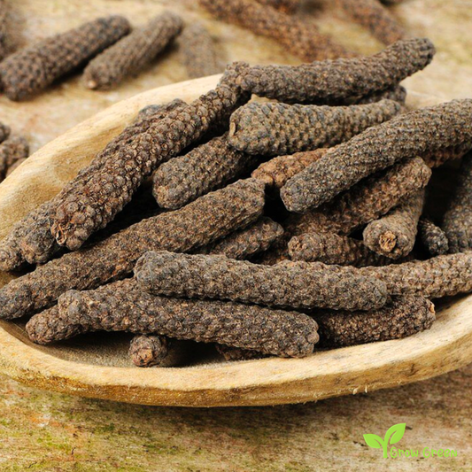 5 seeds of Javanese Pepper - PIPER RETROFRACTUM - Balinese + Gift 5 seeds of Sunflower