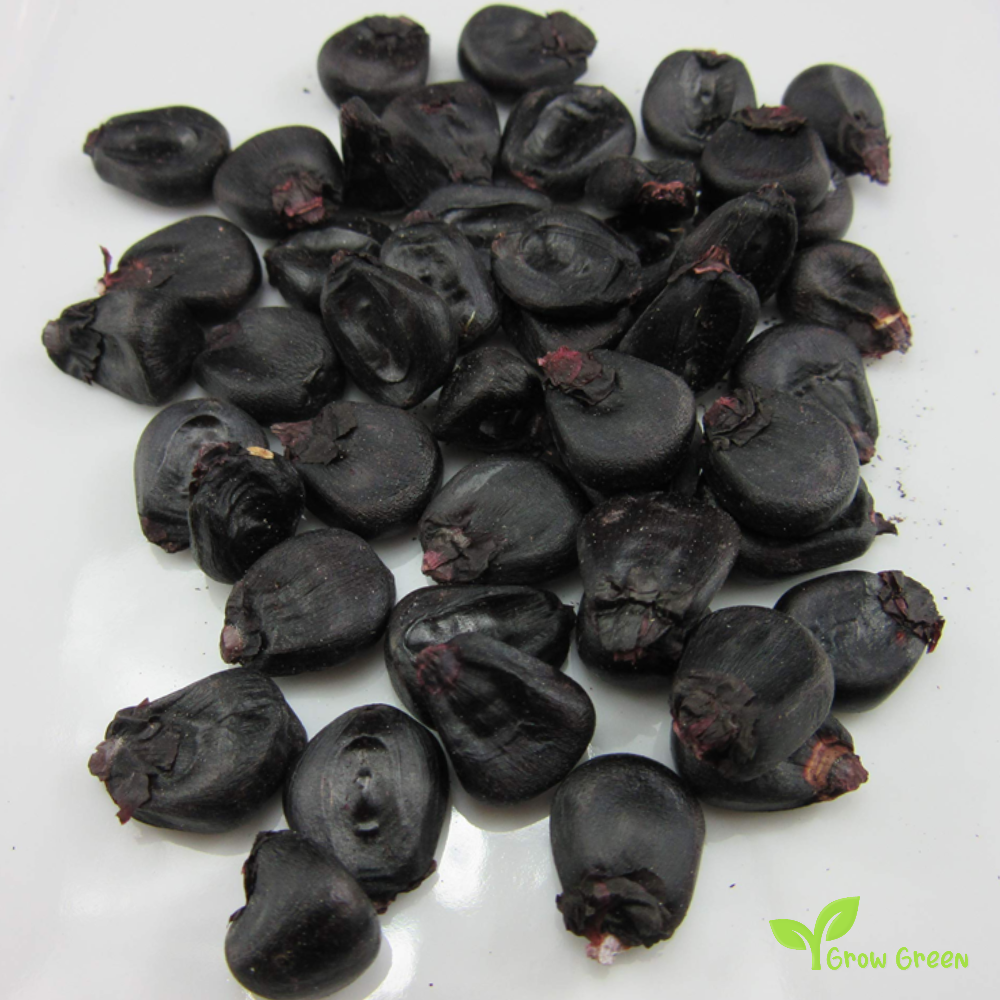 5 seeds of Giant Black Maize - ZEA MAYS - Corn + Gift 5 seeds of Sunflower