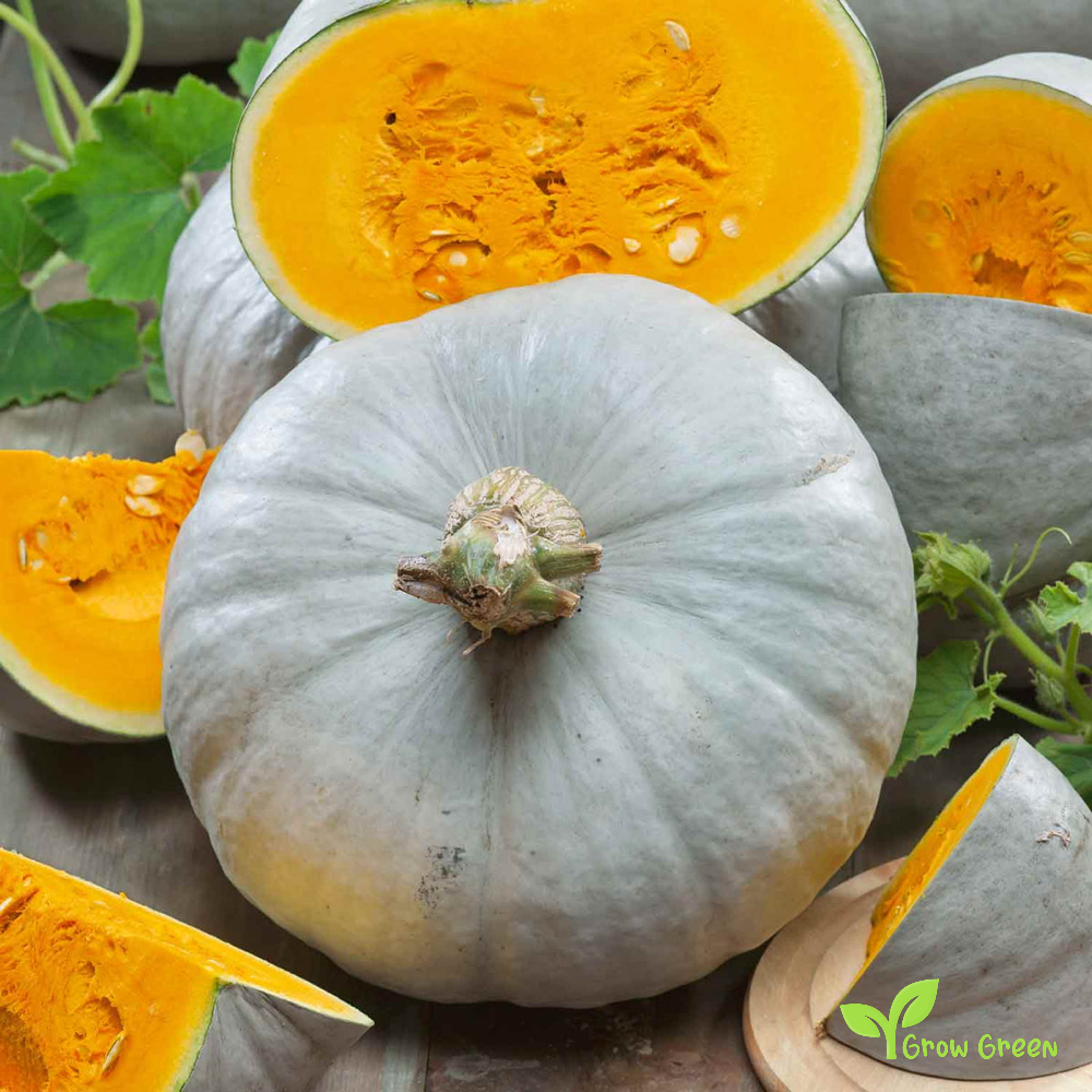 10 seeds of Blue Prince Pumpkin - CUCURBITA - Blue Squash + Gift 5 seeds of Sunflower