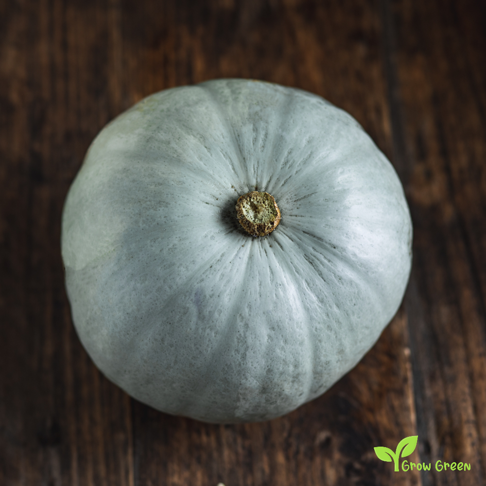 10 seeds of Blue Prince Pumpkin - CUCURBITA - Blue Squash + Gift 5 seeds of Sunflower