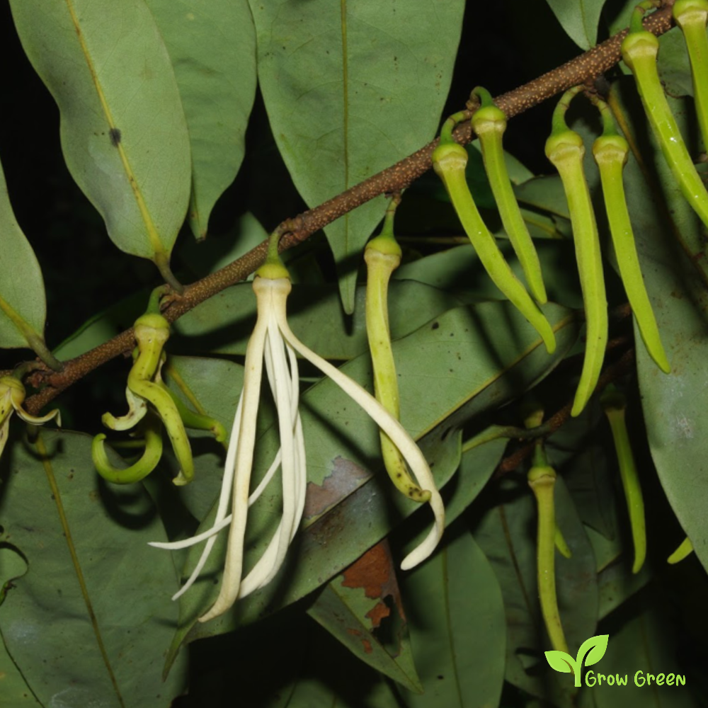 5 seeds of Selim Pepper - XYLOPIA AETHIOPICA - African Pepper + Gift 5 seeds of Sunflower