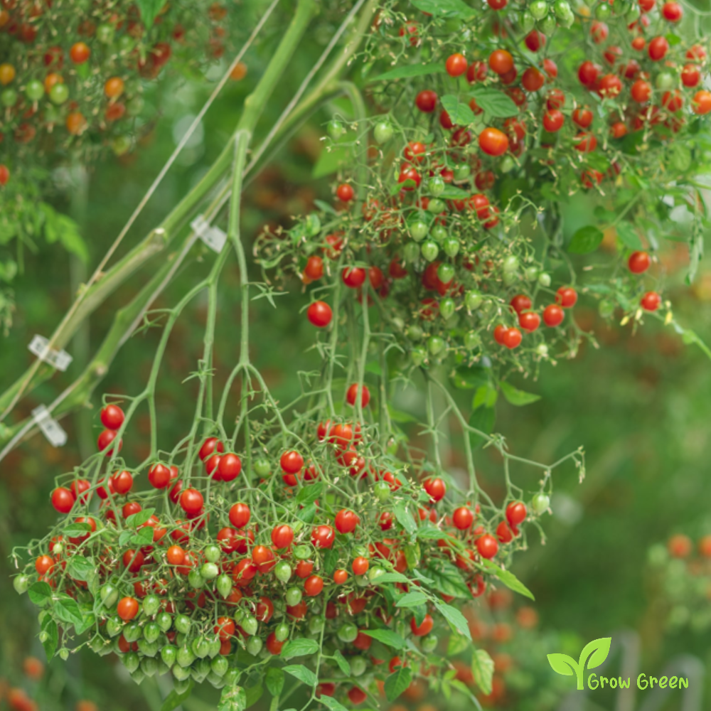 10 seeds of Tomberry Tomato seeds - SOLANUM LYCOPERSICUM + Gift 5 seeds of Sunflower