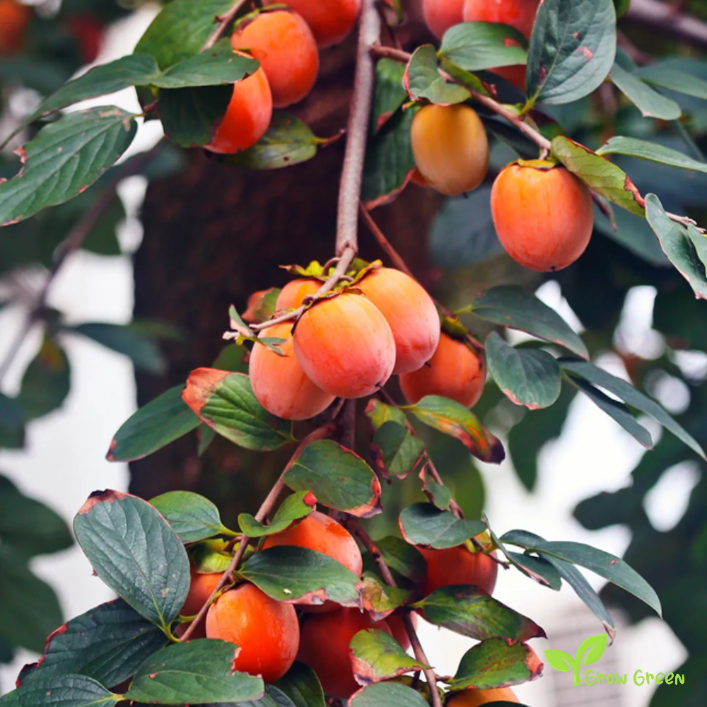 4 seeds of Persimmon - DIOSPYROS KAKI - Kaki + Kala chana + Gift 5 seeds of Sunflower