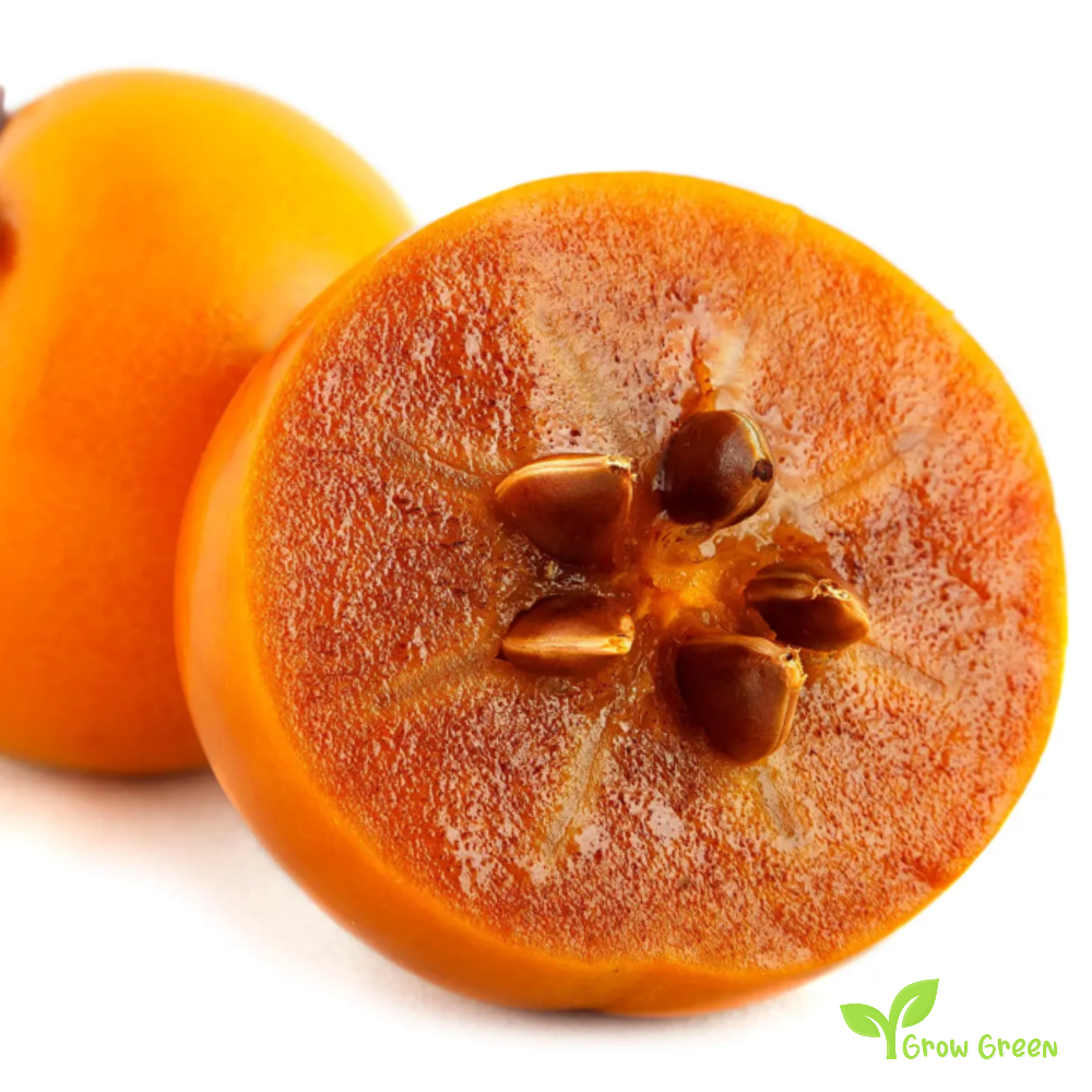 4 seeds of Persimmon - DIOSPYROS KAKI - Kaki + Kala chana + Gift 5 seeds of Sunflower