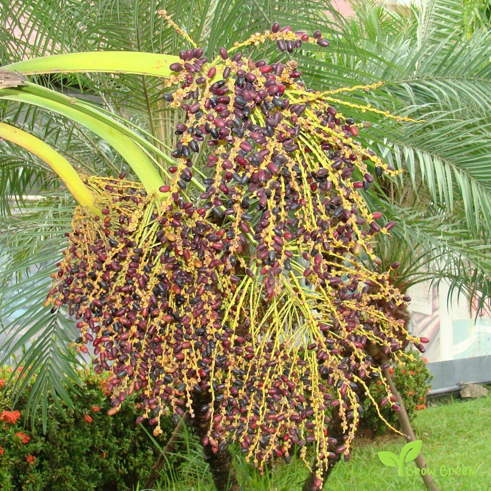 5 seeds of Robellini Palm - PHOENIX ROEBELENII - Pygmi Date Dwarf + Gift 5 seeds of Sunflower