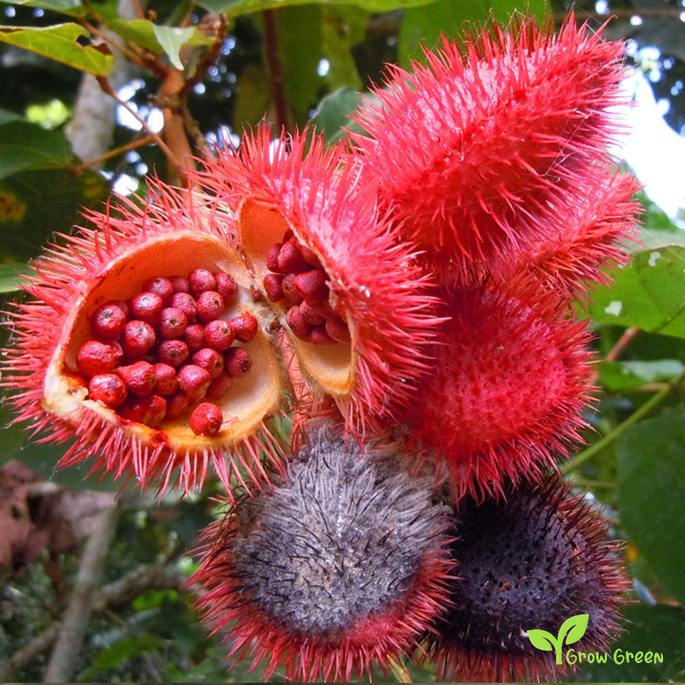 10 seeds of Anatto - BIXA ORELLANA - Lipstick Tree + Gift 5 seeds of Sunflower