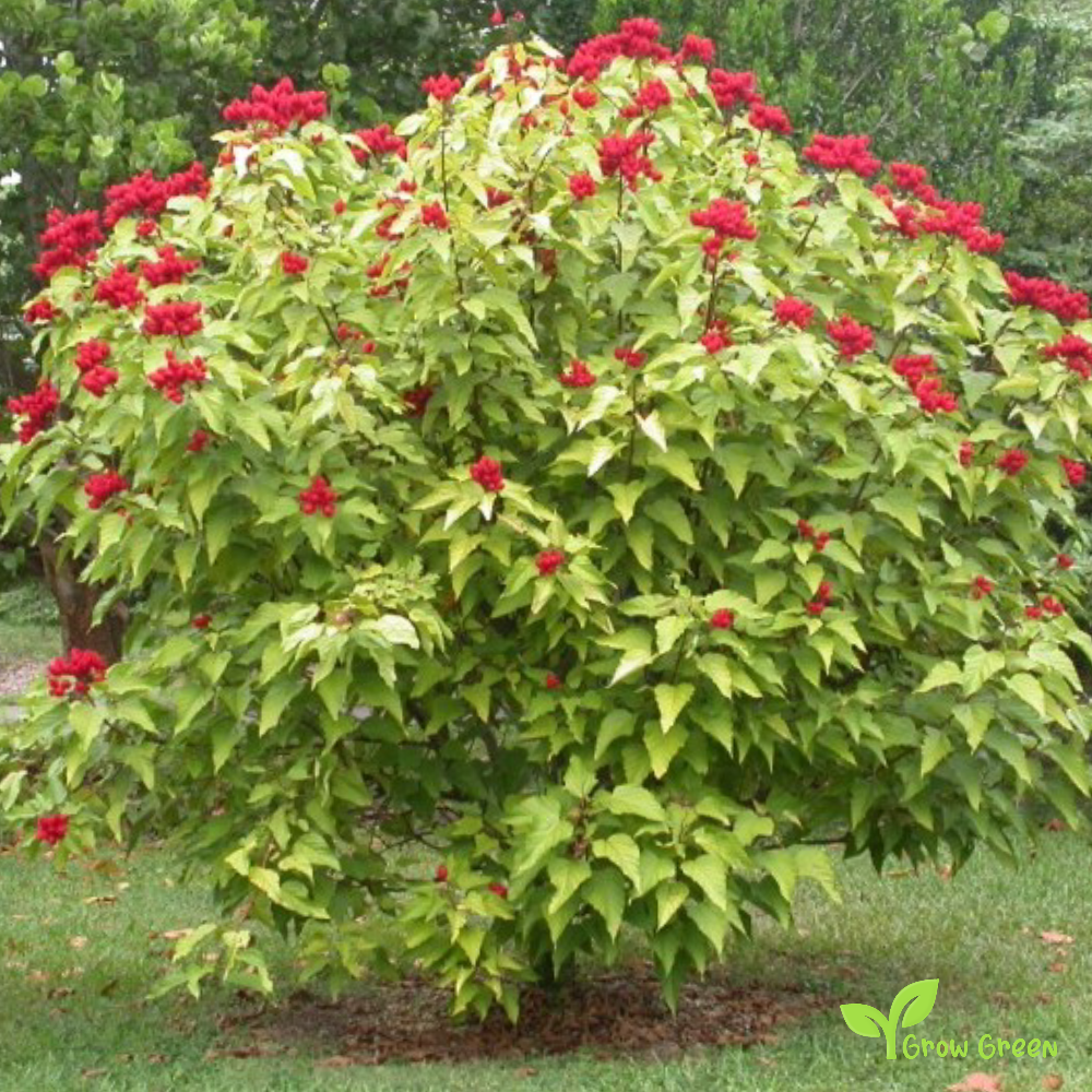 10 seeds of Anatto - BIXA ORELLANA - Lipstick Tree + Gift 5 seeds of Sunflower