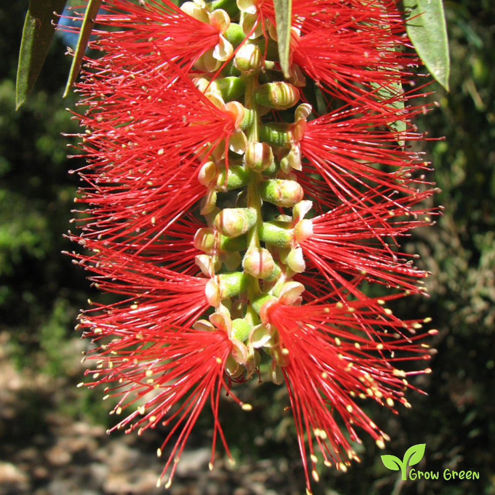 10 seeds of Callistemon seeds - MELALEUCA CITRINA + Gift 5 seeds of Sunflower