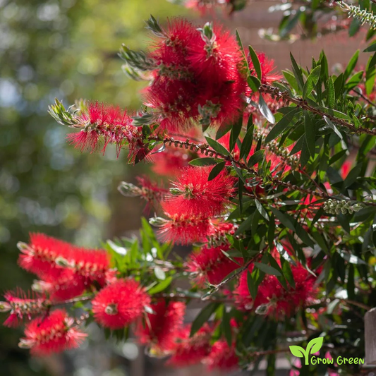10 seeds of Callistemon seeds - MELALEUCA CITRINA + Gift 5 seeds of Sunflower