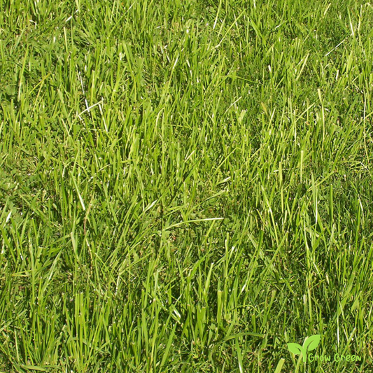 100 seeds of English Ryegrass - LOLIUM PERENNE - Perennial + Gift 5 seeds of Sunflower