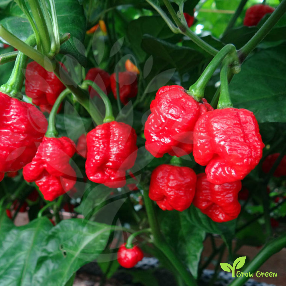 5 seeds of Trinidad Moruga Scorpion - CAPSICUM CHINENSE - Chilli + Gift 5 seeds of Sunflower