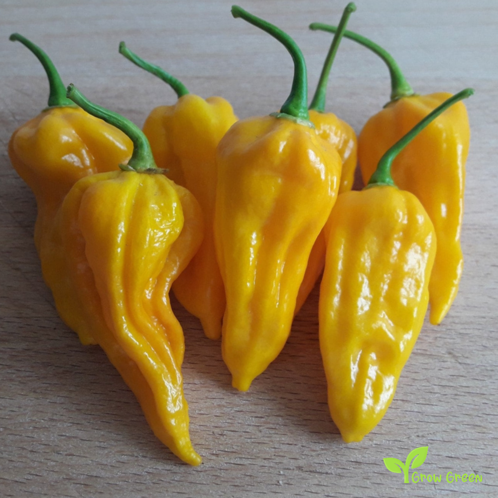 10 seeds of Bhut Jolokia Yellow Chilli - CAPSICUM CHINENESE + Gift 5 seeds of Sunflower