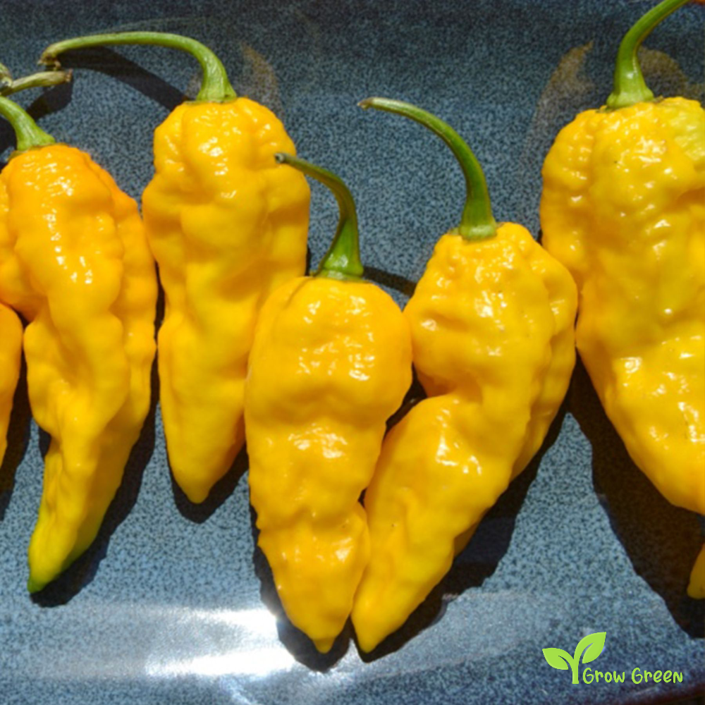 10 seeds of Bhut Jolokia Yellow Chilli - CAPSICUM CHINENESE + Gift 5 seeds of Sunflower