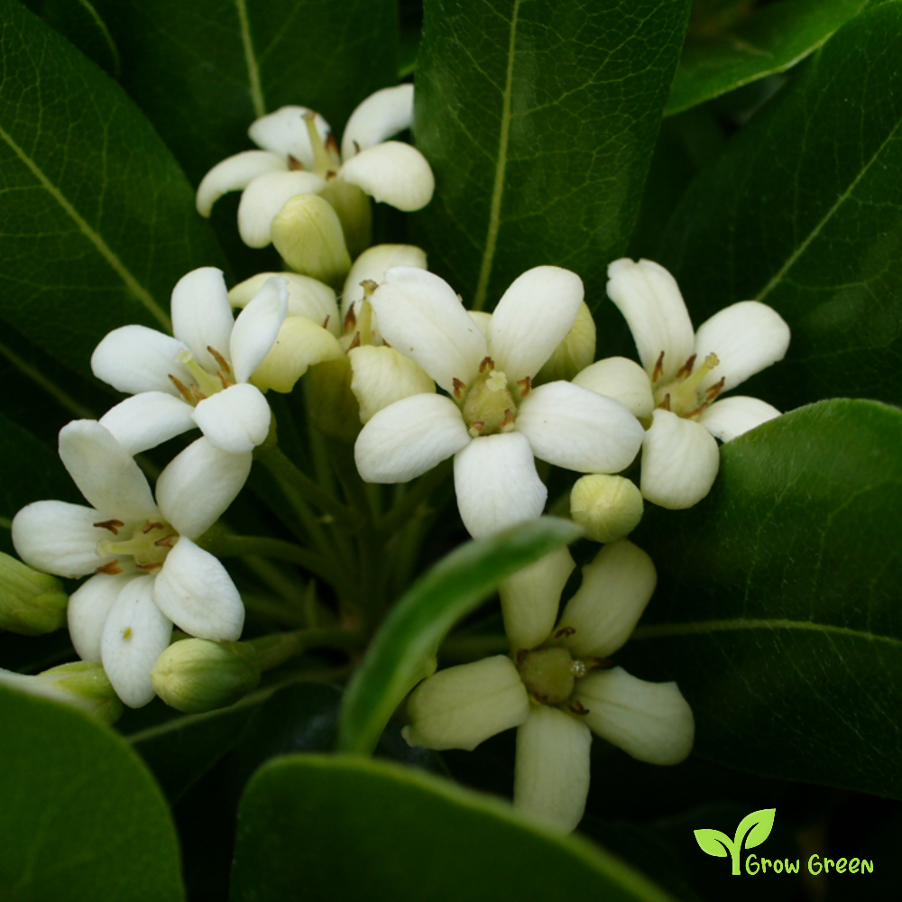 5 seeds of Cheesewood - PITTOSPORUM TORBIDA + Gift 5 seeds of Sunflower