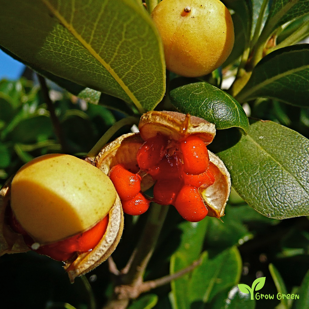 5 seeds of Cheesewood - PITTOSPORUM TORBIDA + Gift 5 seeds of Sunflower