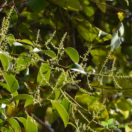 10 seeds of False Black Pepper - EMBELIA RIBES - White Flowered + Gift 5 seeds of Sunflower