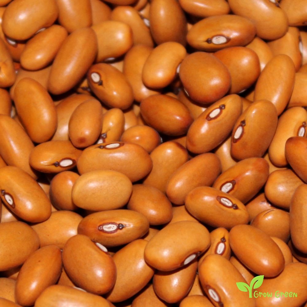 50 seeds of Brown Beans - PHASEOLUS VULGARIS - Fagioli Bruni + Gift 5 seeds of Sunflower