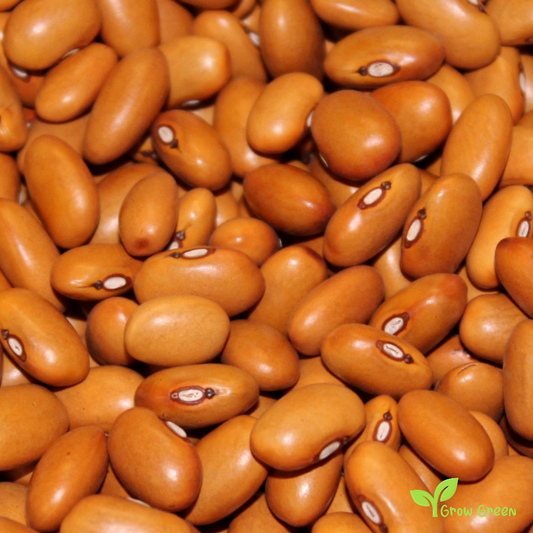 50 seeds of Brown Beans - PHASEOLUS VULGARIS - Fagioli Bruni + Gift 5 seeds of Sunflower