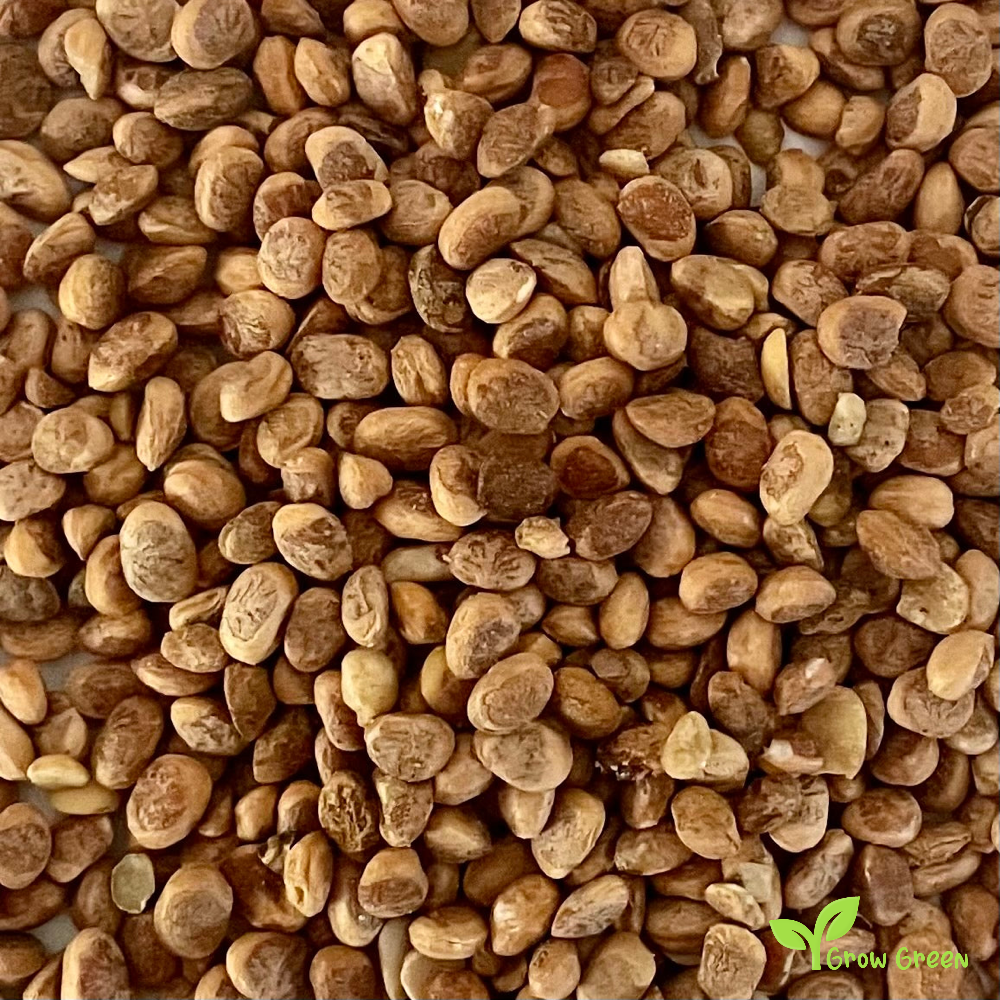 30 seeds of Charoli - BUCHANANIA COCHINENSIS - Lanzan + Gift 5 seeds of Sunflower