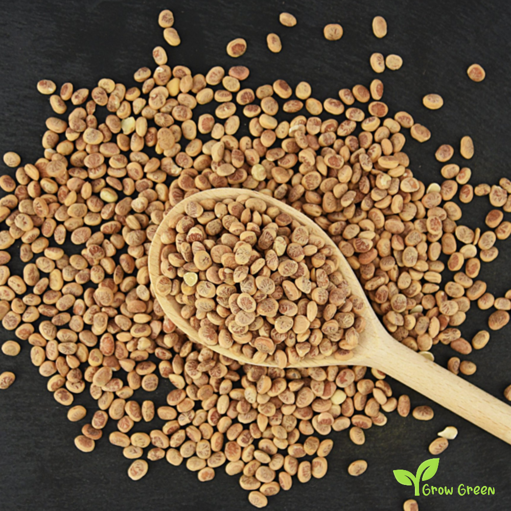 30 seeds of Charoli - BUCHANANIA COCHINENSIS - Lanzan + Gift 5 seeds of Sunflower