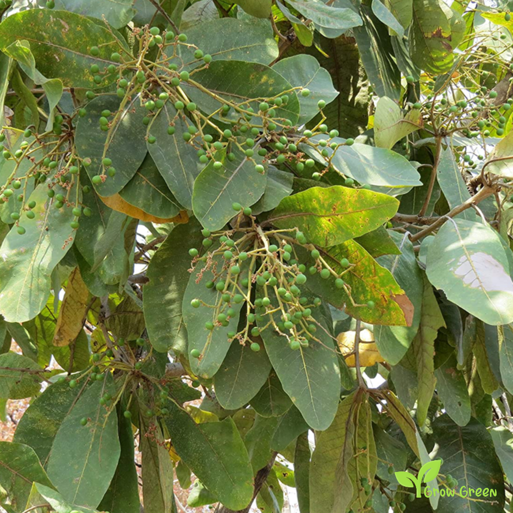 30 seeds of Charoli - BUCHANANIA COCHINENSIS - Lanzan + Gift 5 seeds of Sunflower
