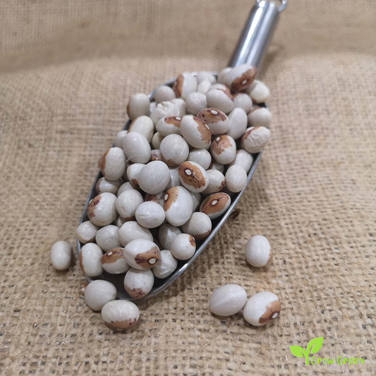 10 seeds of Pilarica Beans - PHASEOLUS VULGARIS - Virgin Bean + Gift 5 seeds of Sunflower