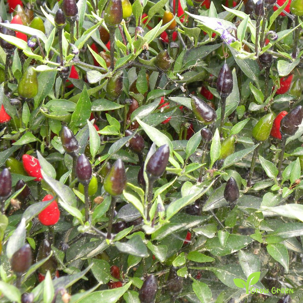 5 seeds of Adorno Chilli Pepper - CAPSICUM ANNUUM + Gift 5 seeds of Sunflower