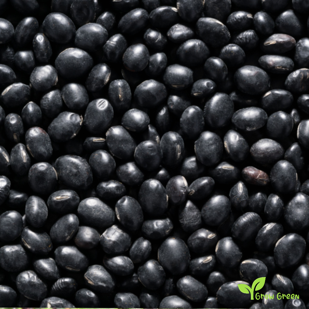 50 seeds of Black Beans - PHASEOLUS VULGARIS + Gift 5 seeds of Sunflower
