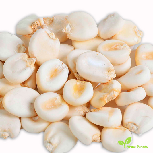 15 seeds of Cacahuazintle Maize - ZEA MAYS - Mote Corn Cacahuacintle + Gift 5 seeds of Sunflower