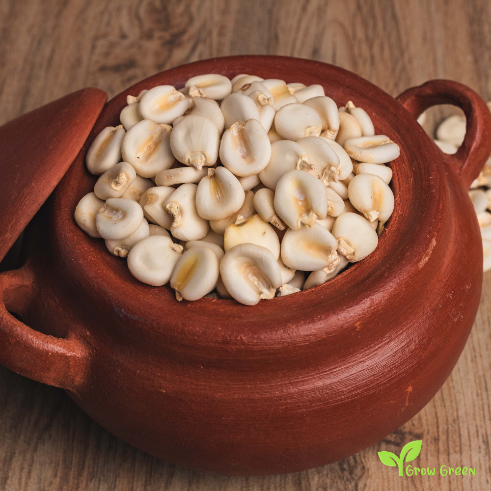 15 seeds of Cacahuazintle Maize - ZEA MAYS - Mote Corn Cacahuacintle + Gift 5 seeds of Sunflower