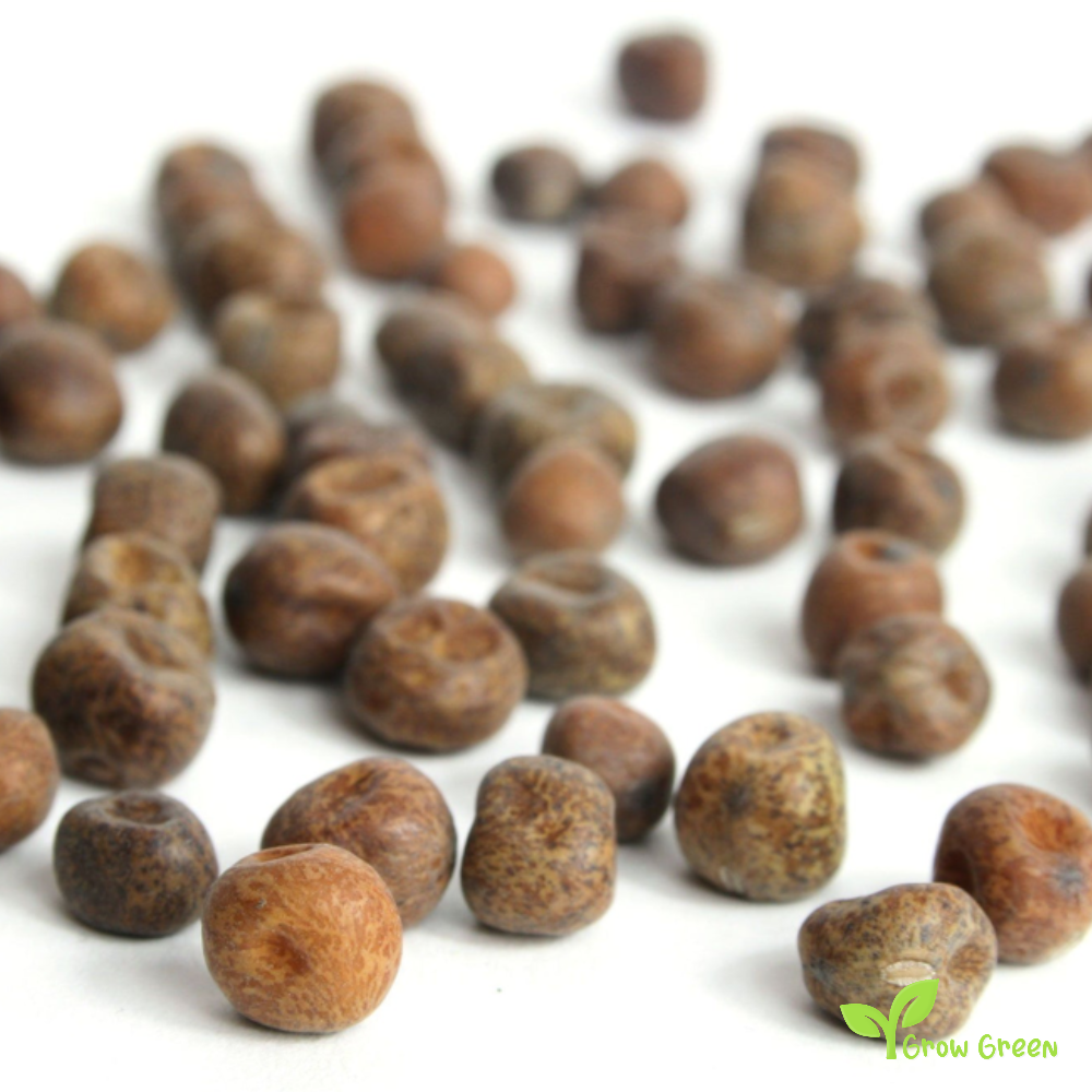 30 seeds of Black Badgers - PISUM SATIVUM - Grey Carlin Peas + Gift 5 seeds of Sunflower