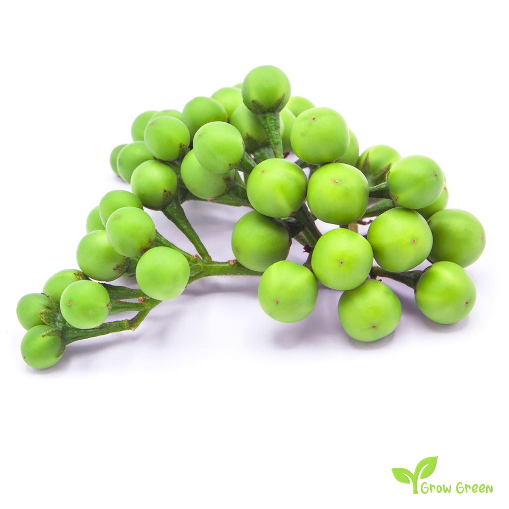 5 seeds of Pea Eggplant - SOLANUM TORVUM - Turkey Berry Susumber + Gift 5 seeds of Sunflower