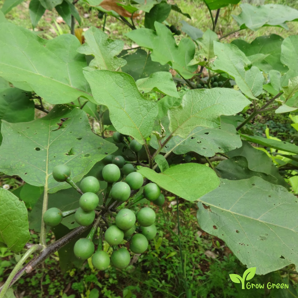 5 seeds of Pea Eggplant - SOLANUM TORVUM - Turkey Berry Susumber + Gift 5 seeds of Sunflower