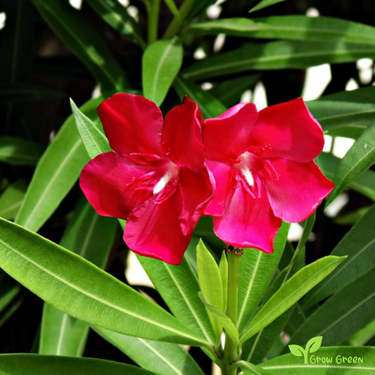10 seeds of Mix Nerium - NERIUM OLEANDER - Oleander + Gift 5 seeds of Sunflower