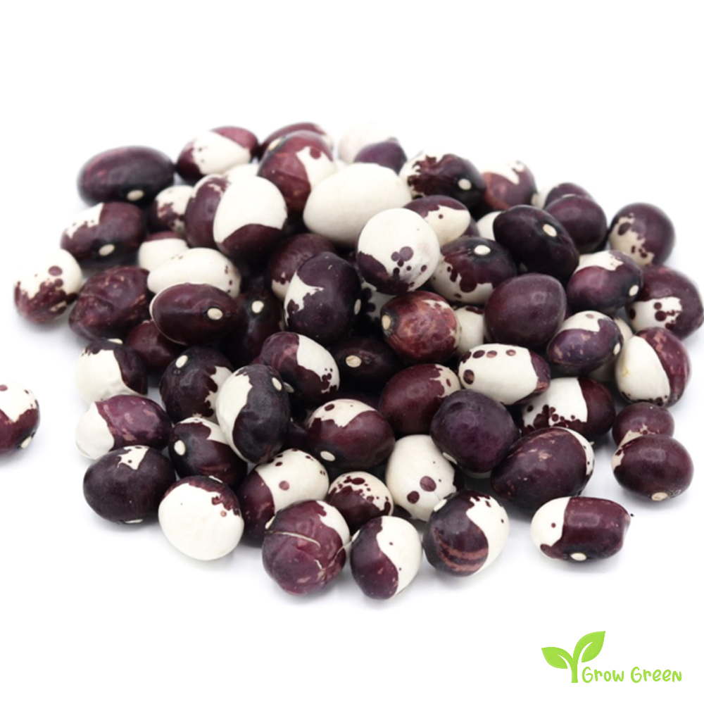 10 seeds of Caparron Beans - PHASEOLUS VULGARIS - Mandilin + Gift 5 seeds of Sunflower