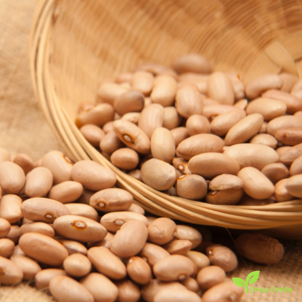 10 seeds of Cinnamon Beans - PHASEOLUS VULGARIS - Canela + Gift 5 seeds of Sunflower