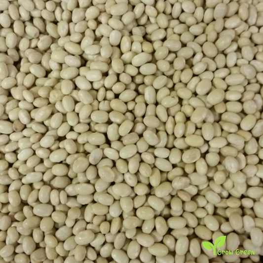 10 seeds of Yellow Beans - PHASEOLUS VULGARIS - Amarillo + Gift 5 seeds of Sunflower