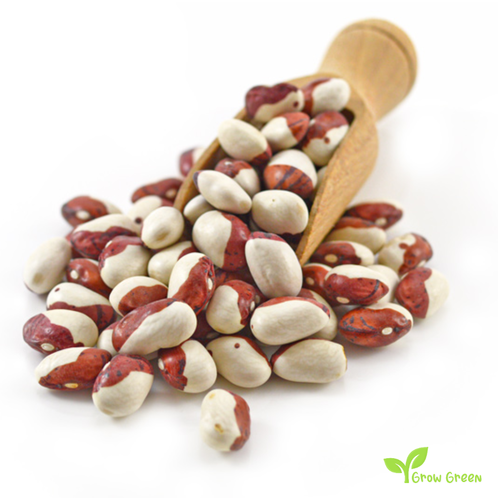 10 seeds of Calypso Beans - PHASEOLUS VULGARIS - Ying Yang + Gift 5 seeds of Sunflower