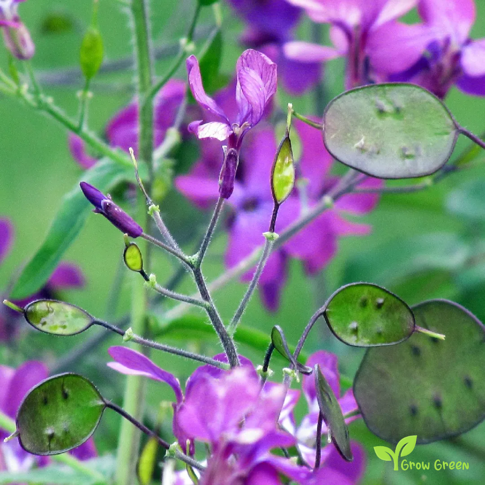 5 seeds Honesty - LUNARIA ANNUA + Gift 5 seeds of Sunflower