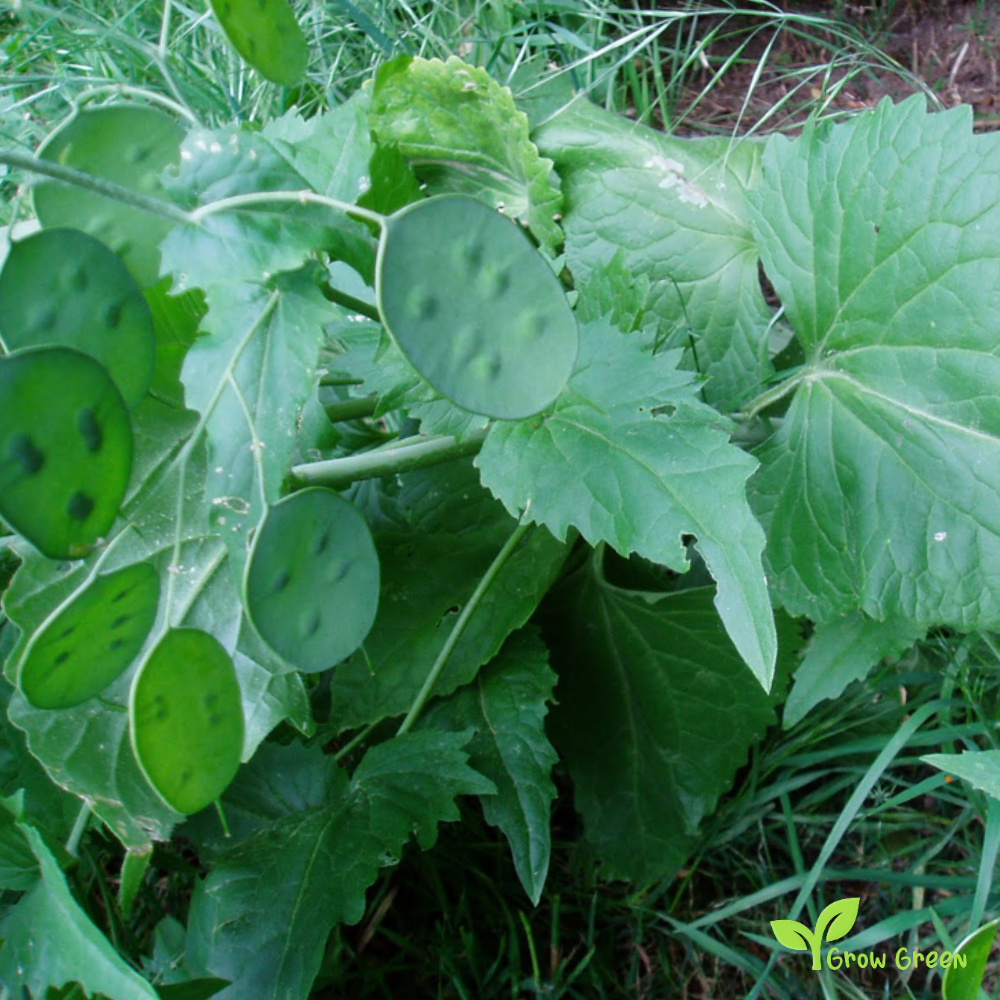 5 seeds Honesty - LUNARIA ANNUA + Gift 5 seeds of Sunflower