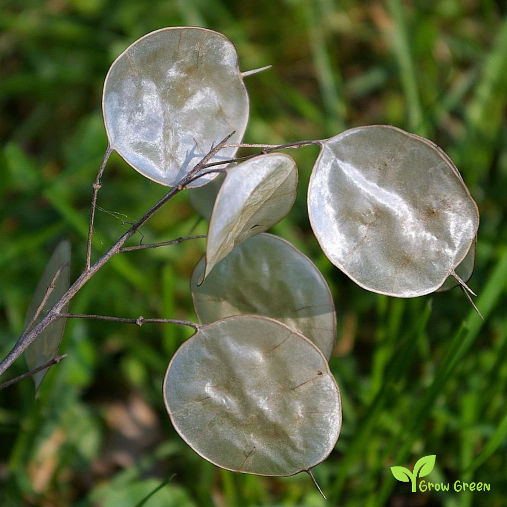 5 seeds Honesty - LUNARIA ANNUA + Gift 5 seeds of Sunflower