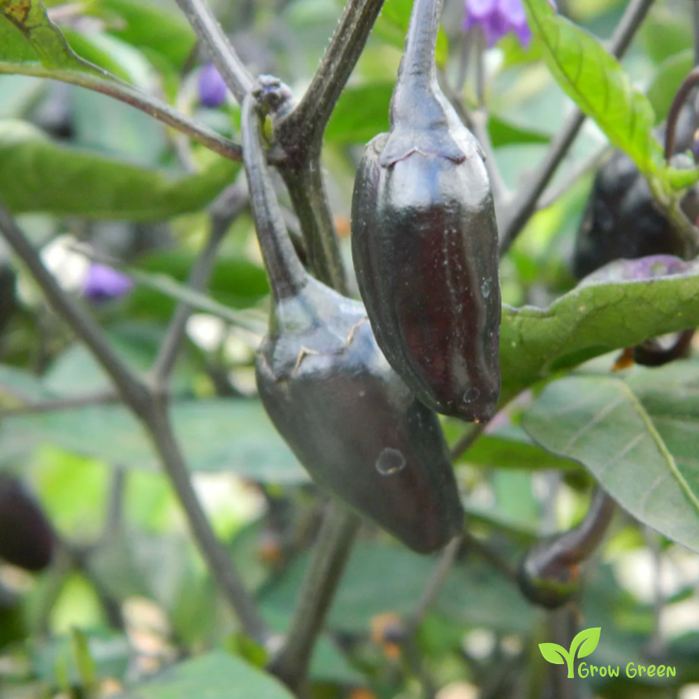 10 seeds Black Cuban Chilli Pepper - CAPSICUM ANNUUM - Sweet Pepper + 5 seeds of Sunflower