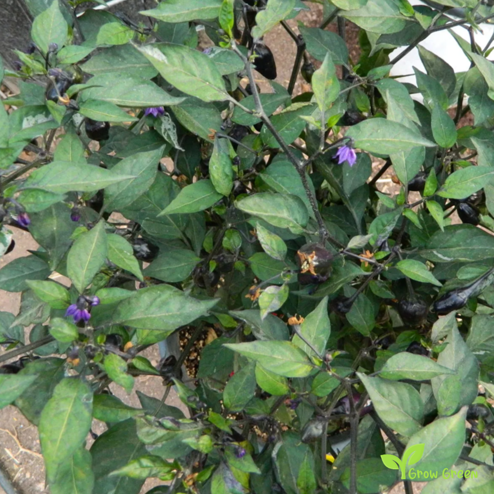 10 seeds Black Cuban Chilli Pepper - CAPSICUM ANNUUM - Sweet Pepper + 5 seeds of Sunflower