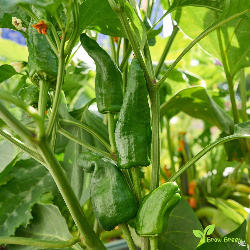 10 seeds Padron Pepper - CAPSICUM ANNUUM - Sweet Pepper + Gift 5 seeds of Sunflower