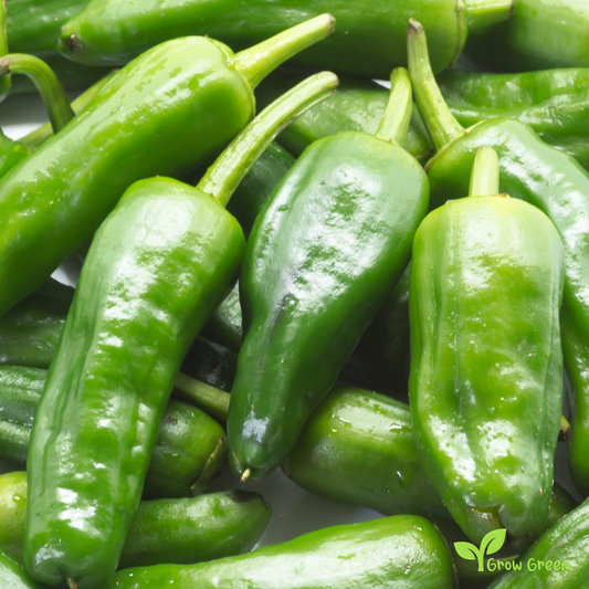 10 seeds Padron Pepper - CAPSICUM ANNUUM - Sweet Pepper + Gift 5 seeds of Sunflower